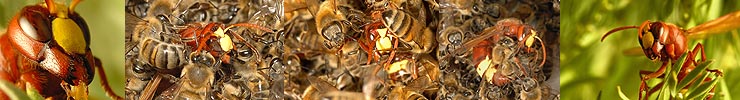 Honeybees vs Hornets